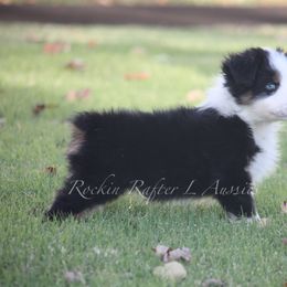 Australian Shepherd Puppies from Rockin Rafter L Aussies