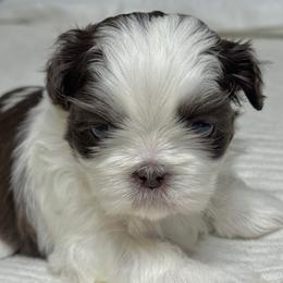Oreo - Liver female Shih Tzu puppy in Gig Harbor, Washington from Shih Tzu snuggles
