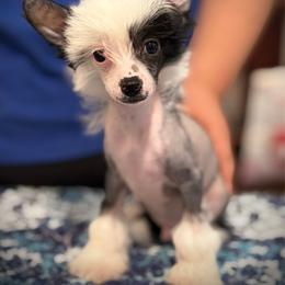 Nigel - Black and white male Chinese Crested puppy in Brooksville, Florida from Ariella Standard Poodles & Chinese Cresteds