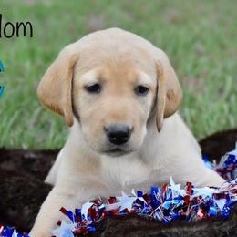 Labrador Retriever Puppies from 3M Custom Hay baling and AKC Labs LLC