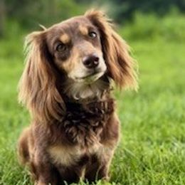 Jasmine - Dachshund