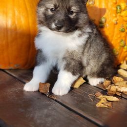 Siberian Husky Puppies from Light Foot Kennel