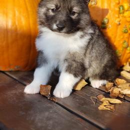 Siberian Husky Puppies from Light Foot Kennel