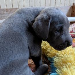 Big Blue - Blue male Great Dane puppy in Turon, Kansas from RCM Great Danes