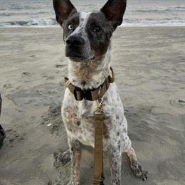Australian Cattle Dog All Grown Up from Hope Heelers (Australian Cattle Dogs)