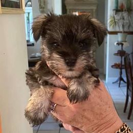 Miniature Schnauzers from L & J Miniature Schnauzers