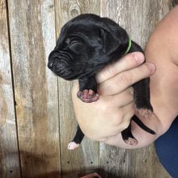 Green collar Male - Black and white male Great Dane puppy in Wimberley, Texas from Heart of Texas Great Danes