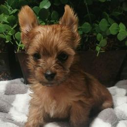 Clover - Gold female Yorkshire Terrier puppy in Hot Springs, Arkansas from Kimberly's Lovable Littles