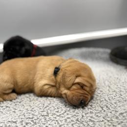 Black - Yellow male Labrador Retriever puppy in Derby, Kansas from Wheatland Retrievers