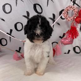 Comet - Parti male Poodle puppy in Luana, Iowa from Country View Bernedoodles and Goldendoodles