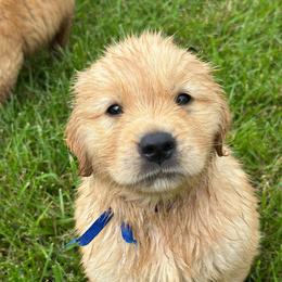 Moose (Navy) - Golden male Golden Retriever puppy in Franklin, West Virginia from Wildmour K9