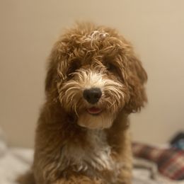 Bella - Goldendoodle