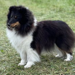 Bristol - Shetland Sheepdog