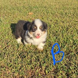 This young man is a full fluffy tri. I beleive he may keep his black head like his momma. - Black and tan male Pembroke Welsh Corgi puppy in Harrisburg, Illinois from Parish Corgis