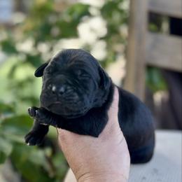 Alex - Gray male Cane Corso puppy in Las Vegas, Nevada from LV3M Cane Corso
