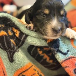 Toulouse - Piebald male Dachshund puppy in Vancouver, Washington from Cascade Minis
