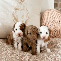 Bernedoodle puppies from Baileys Ranch