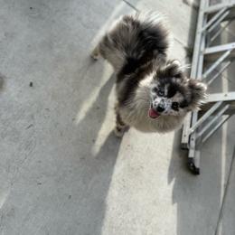 Daisy - Blue merle female Pomeranian puppy in El Sobrante, California from Little Lovers Kennels, LLC