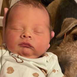 Airedale Terriers from Blue Ridge Airedale's of Virginia