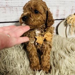 Charlie - Red male Cavapoo puppy in Nixa, Missouri from Davis Family Doodles