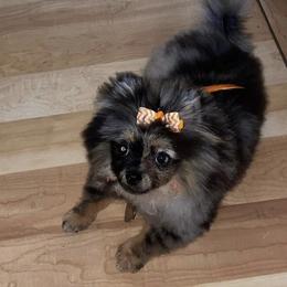 Pomeranian Puppies from Uniquepombabies