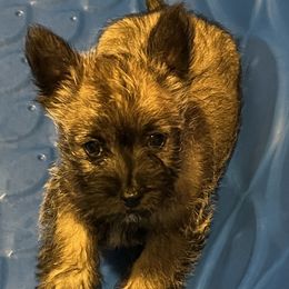Cairn Terrier Puppies from Shining Waters Farm