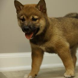 Shiba Inu Puppies from Veronika's Shiba Inus