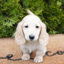 Dachshund Puppies from Royal Paws