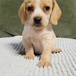 Honey - Lemon female Beagle puppy in Bunch, Oklahoma from Julie’s Jewels Puppies