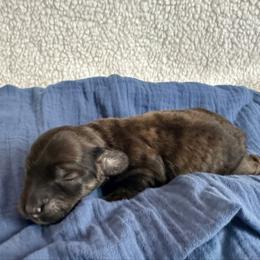 Brindle girl 2 - Brindle female Dachshund puppy in Wolf Lake, Indiana from Canisteo Dachshunds