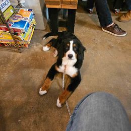 Bernese Mountain Dog and Golden Retriever All Grown Up from Gold Point Pups