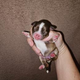 Girl 2 SC - Black sabled fawn female Chihuahua puppy in Meridian, Oklahoma from Crazy Love Kennels