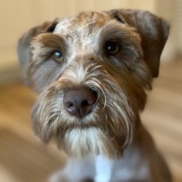 Miniature Schnauzers from Deluxe Mini Schnauzers