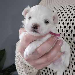 Apple -Fully health tested parents - White female Maltese puppy in Greenville, North Carolina from Amanda's Sugar Sweet Puppies