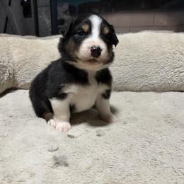 Edmond - Black tri-color male Australian Shepherd puppy in Terryville, Connecticut from Spirited Aussies