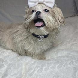 Amara - Cream and white female Shih Tzu puppy in Riverside, California from Be Dazzled Shihtzu