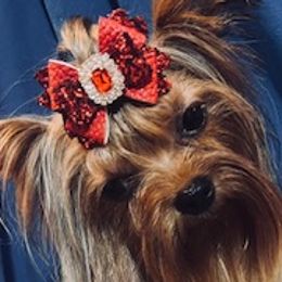 CAPRI - Yorkshire Terrier