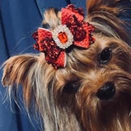 CAPRI - Yorkshire Terrier