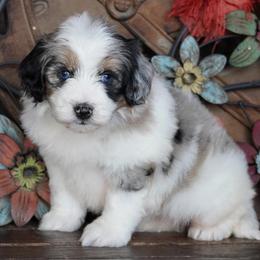 Girl 1 - Blue merle female Aussiedoodle puppy in Lawton, Oklahoma from Lindsey’s Aussies