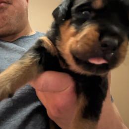 Green boy - Black and mahogany male Rottweiler puppy in Colorado Springs, Colorado from Von Locher Rotties