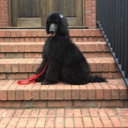 Poodle Puppies from Ocala Standard Poodles