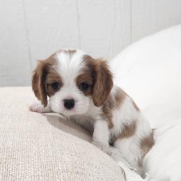 Finn - Blenheim male Cavalier King Charles Spaniel puppy in Binger, Oklahoma from King of the Hill Cavaliers