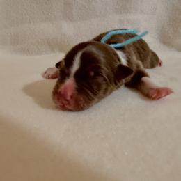 Blue Ribbon Red Tri Boy 1 - Red tri-color male Australian Shepherd puppy in Dundee, Ohio from Aussies Of Circle H