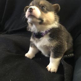Girl 2 - Pembroke Welsh Corgi puppy in Waynesboro, Virginia from River Ridge Corgis