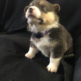 Girl 2 - Pembroke Welsh Corgi puppy in Waynesboro, Virginia from River Ridge Corgis