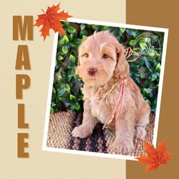Maple - Caramel female Australian Labradoodle puppy in Hartshorne, Oklahoma from Jena Edmond