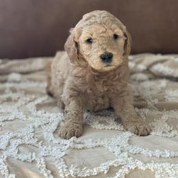 Otis - Cream male Goldendoodle puppy in Strasburg, Virginia from Shenandoah Valley Doodles