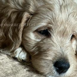 Goldendoodles and Golden Retrievers from Golden Rose Retrievers and Doodles