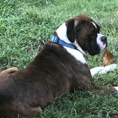 Haze - Boxer