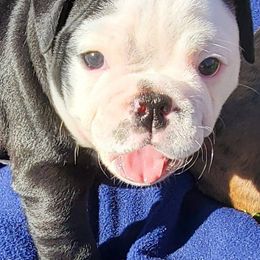 Bulldogs from Mudlick Bulldogs
